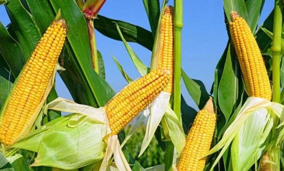 Polres Tarakan Dorong Ketahanan Pangan Lewat Budidaya Jagung Pipil