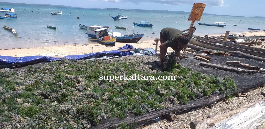 petani_rumput_laut.png